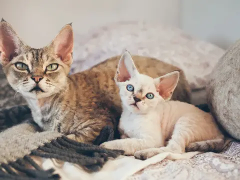 Devon Rex opis rasy: niezwykły kot o wyjątkowym charakterze i pielęgnacji