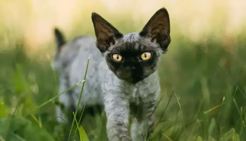 Jak łatwo adoptować Devon Rex i uniknąć wysokich kosztów
