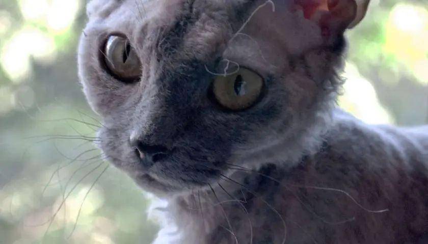 Devon Rex dorosły: idealny towarzysz dla dojrzałych właścicieli котów