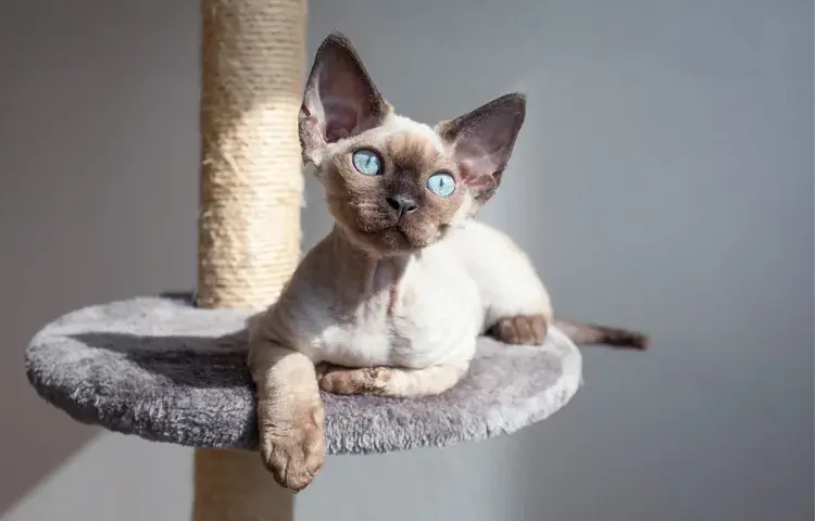 Standard oceny kotów Devon Rex: kluczowe cechy i punkty scoringowe