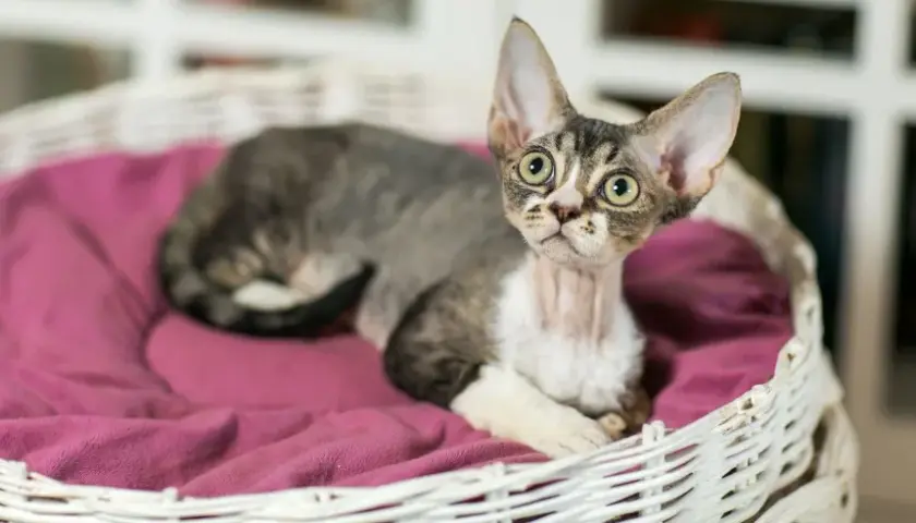 Devon Rex dla alergika – czy to naprawdę hypoalergiczny kot?